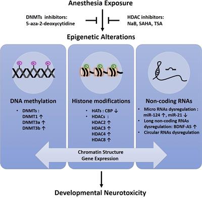 Epigenetic Alterations in Anesthesia-Induced Neurotoxicity in the Developing Brain